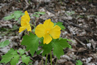 Wood poppy 