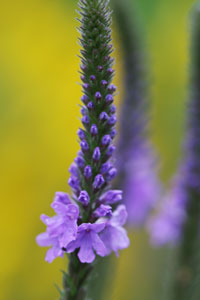 Hoary vervain