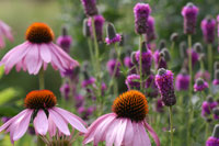Echinacea and purple prairie clover 