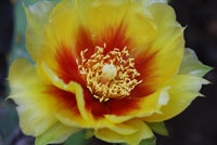 Eastern prickly pear cactus