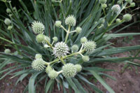 Rattlesnake master