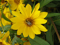 Native sunflower