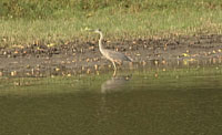 wildlife