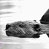 Beaver / Castor