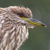 Black-capped night heron