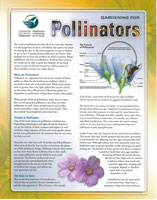 Pollinators Handout