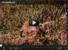 woodchuck video 