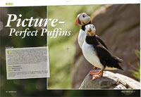 Puffins