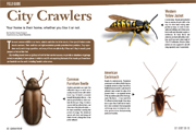 Jul/Aug 2008 field guide