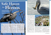 July/Aug 2008 herons