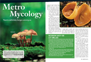 jul/aug 2008 micology