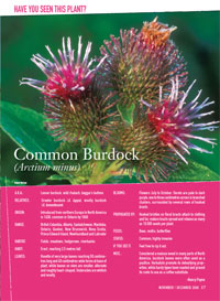 Burdock