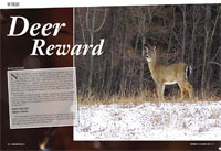 Deer