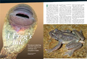 Frog's tales