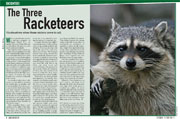 Raccoons