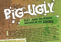 Pig Ugly