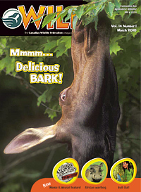Wild Cover