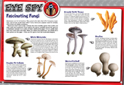 Eye spy