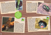 Wild Spread 1