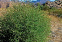 bush sm