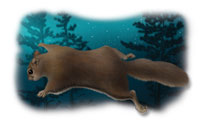 Small mammals poster