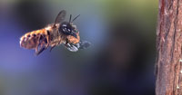 mason bee sm