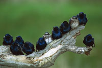 purple martin sm