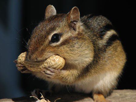 Chipmunk 