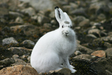Caption contest - spring 2008 