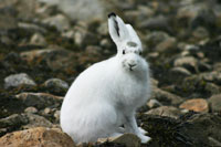 Caption Contest - Spring 2008