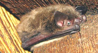 bat hiding 