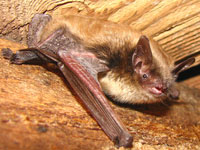 bat on wood