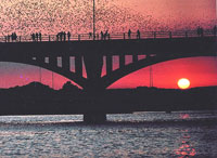 bats at sunset 