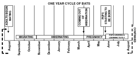 Bats - diagram