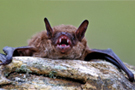 bats 