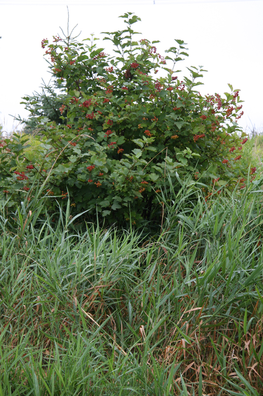 Canadian Wildlife Federation High Bush Cranberry