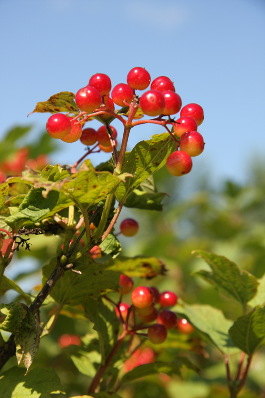 Canadian Wildlife Federation High Bush Cranberry