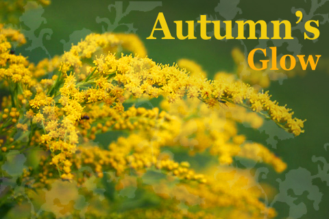 Fall 2009 header 