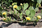 cacti of canada