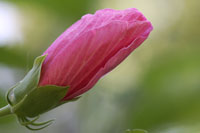 Rose Mallow wallpaper