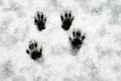 Tracks