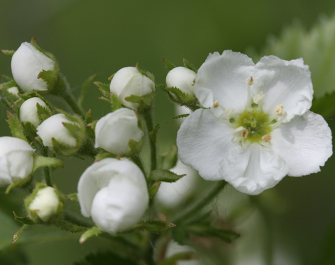 Feature Plant