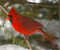 cardinal 200