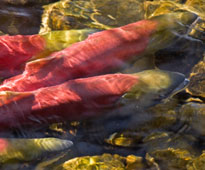 Salmon