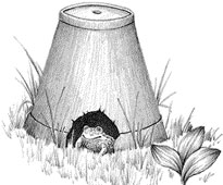 Toad home