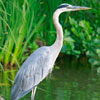 Heron