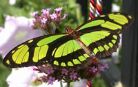 Butterfly House