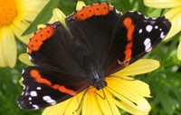 Butterfly House