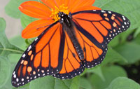 Butterfly House