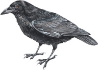 Crow